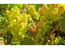 Moscato White Grape Juice Concentrate 