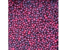 IQF Lingonberry
