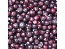 IQF Blackcurrant